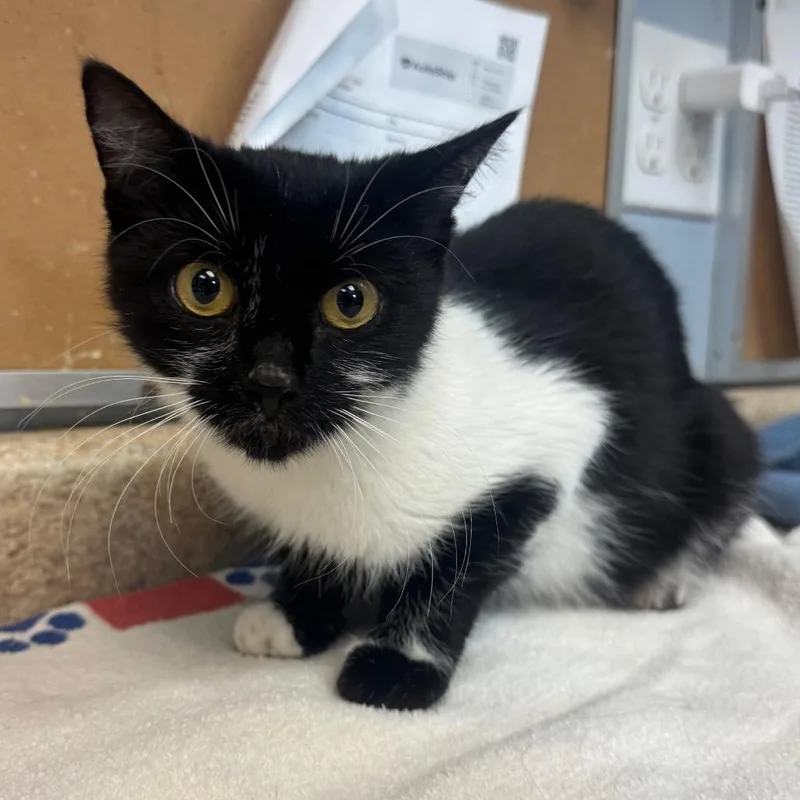 An adult medium-sized female Black Domestic Short Hair cat named Selene for adoption in Easton, PA