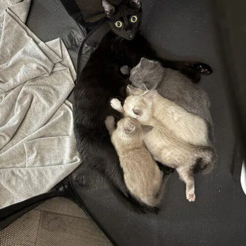 A baby medium-sized female Black Domestic Short Hair cat named Cleo for adoption in Tampa, FL