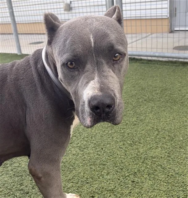 Lizzy
