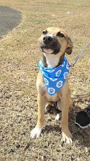 A baby medium-sized male Shepherd dog named Stimpy for adoption in Lake Hopatcong, NJ