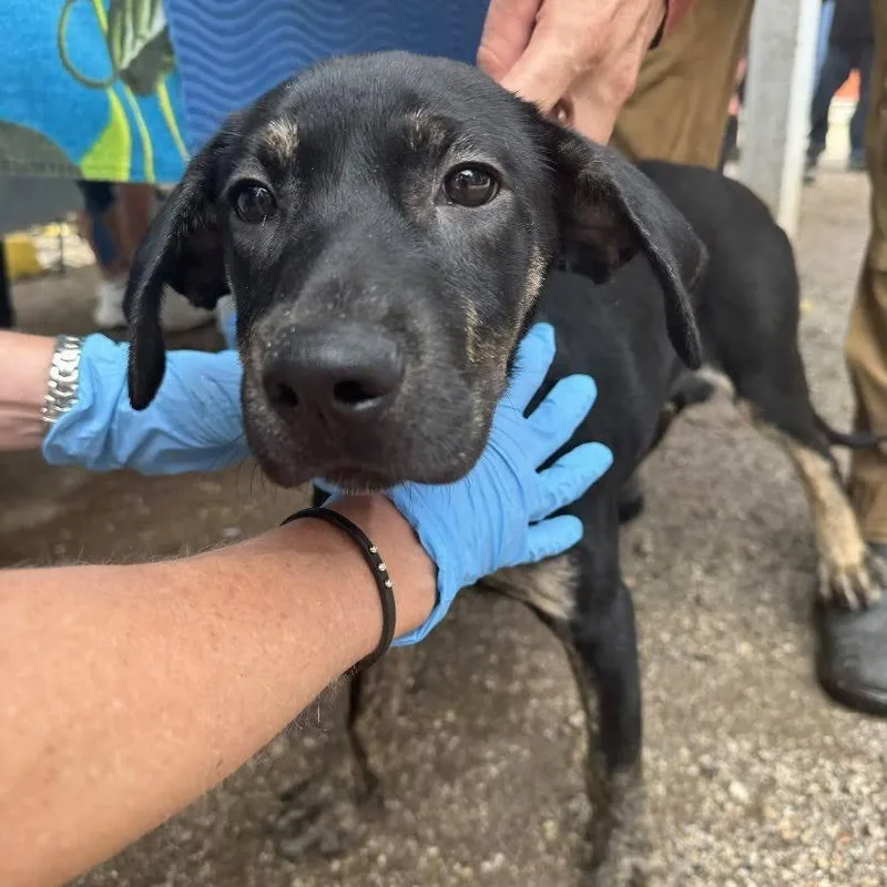 A baby medium-sized female Black Plott Hound dog named Doctor Princess for adoption in Austin, TX