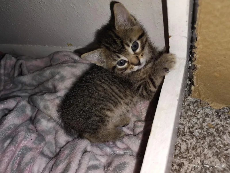 A baby medium-sized male Tabby cat named Radiohead for adoption in San Antonio, TX