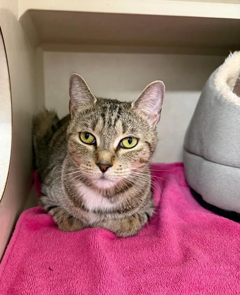 An adult medium-sized female Domestic Short Hair cat named Ciao Bella for adoption in Elmsford, NY