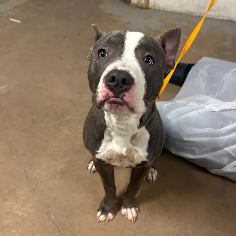 A young medium-sized male Gray / Blue / Silver Staffordshire Bull Terrier dog named Gucci for adoption in Edinburg, TX