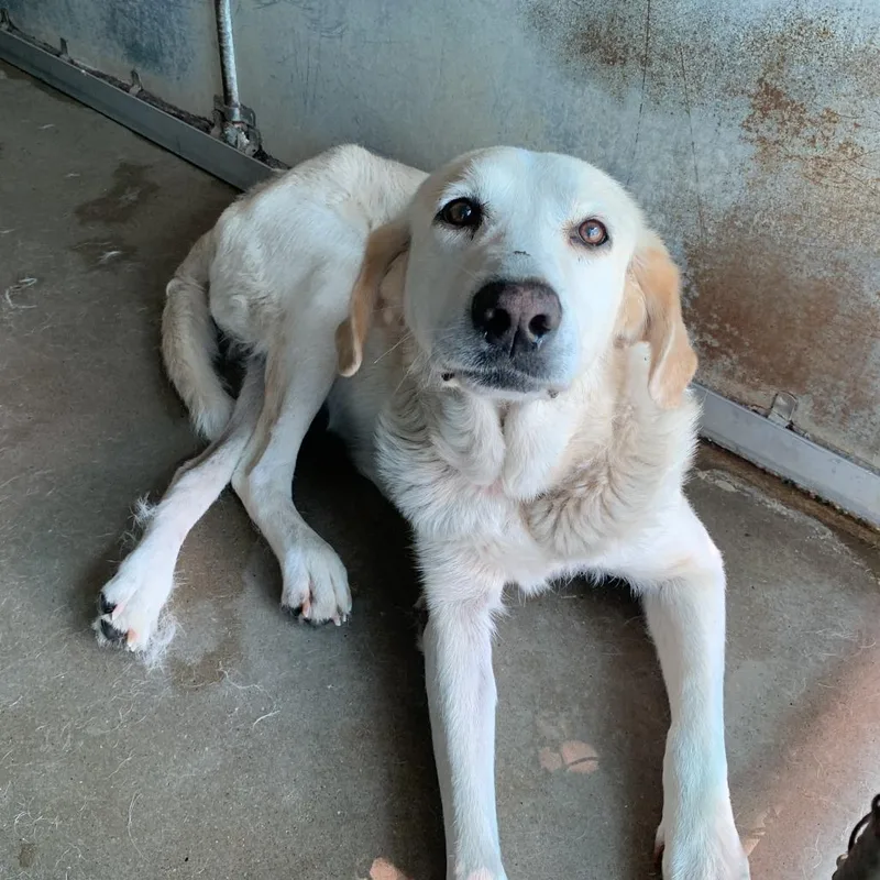 An adult medium-sized female White / Cream Labrador Retriever dog named Tink Tink for adoption in Stephens City, VA