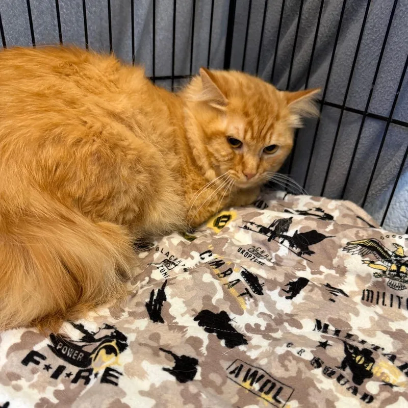 A young medium-sized male Orange / Red Domestic Medium Hair cat named Grape Soda for adoption in Parkersburg, WV