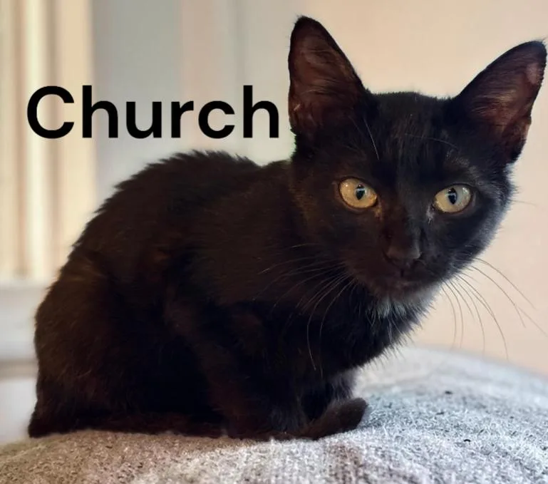 A baby medium-sized female Black Domestic Short Hair cat named Church for adoption in Weems, VA