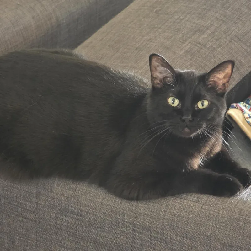 An adult small-sized female Black Domestic Short Hair cat named Brooke for adoption in Long Beach, CA