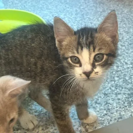 A baby small-sized male Domestic Short Hair cat named Beefcake for adoption in Manassas, VA