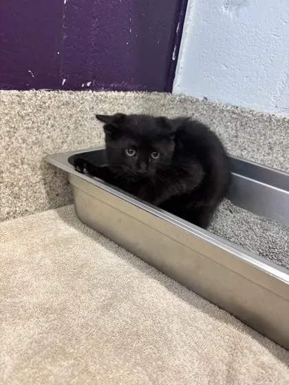 A young small-sized male Domestic Short Hair cat named Rocko for adoption in Scotia, NY