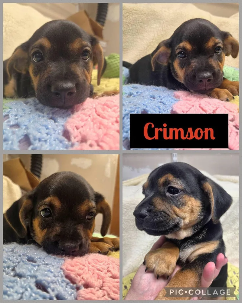 A baby small-sized male Dachshund dog named Crimson for adoption in Newport, KY