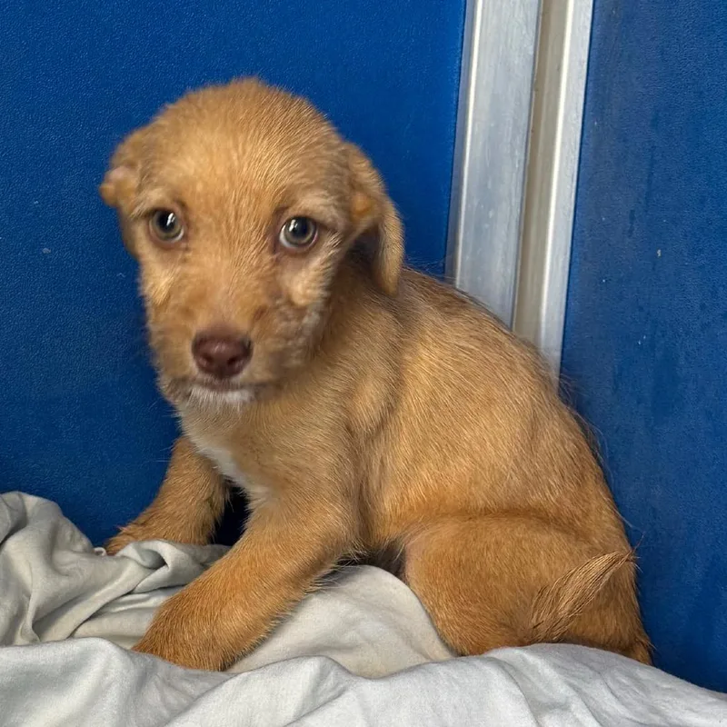 A baby medium-sized male Brown / Chocolate Mixed Breed dog named Americano for adoption in Las Cruces, NM