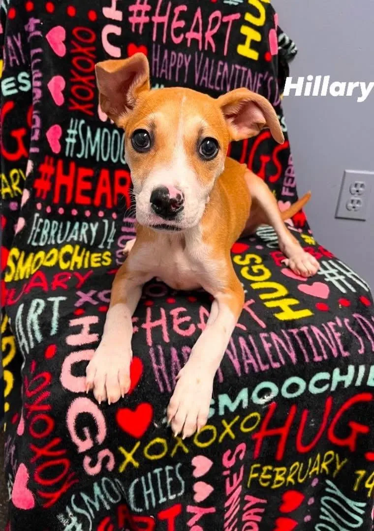 A baby medium-sized female Boxer dog named Hillary for adoption in Lacona, NY