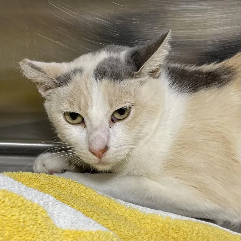A young medium-sized female White Domestic Short Hair cat named Enchilada for adoption in Palm Springs, CA