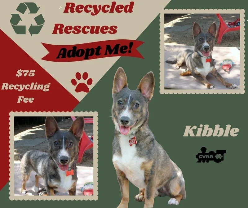 An adult small-sized male Cattle Dog dog named Kibble for adoption in LINDSAY, CA
