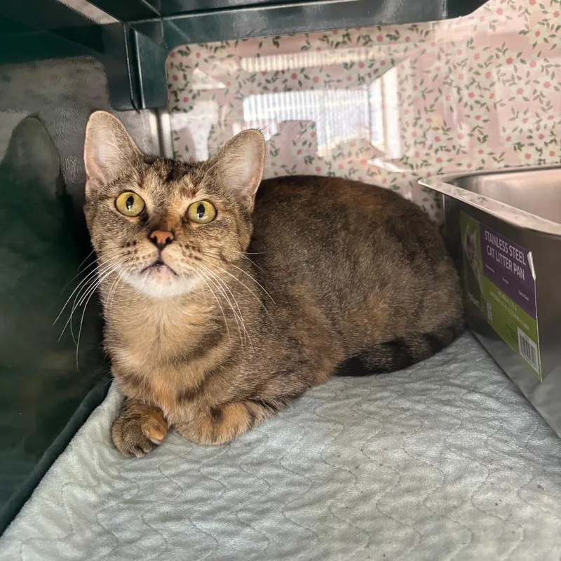 An adult large-sized female Domestic Short Hair cat named Tess for adoption in Springtown, TX