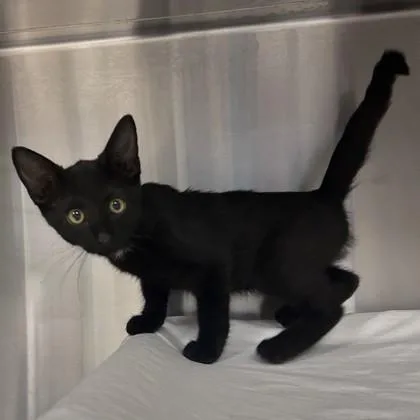A baby small-sized female Domestic Short Hair cat named Ponzu for adoption in Merriam, KS
