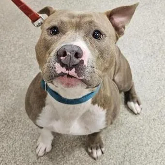 An adult large-sized male Brindle Mixed Breed dog named Dobie for adoption in Jacksonville, FL