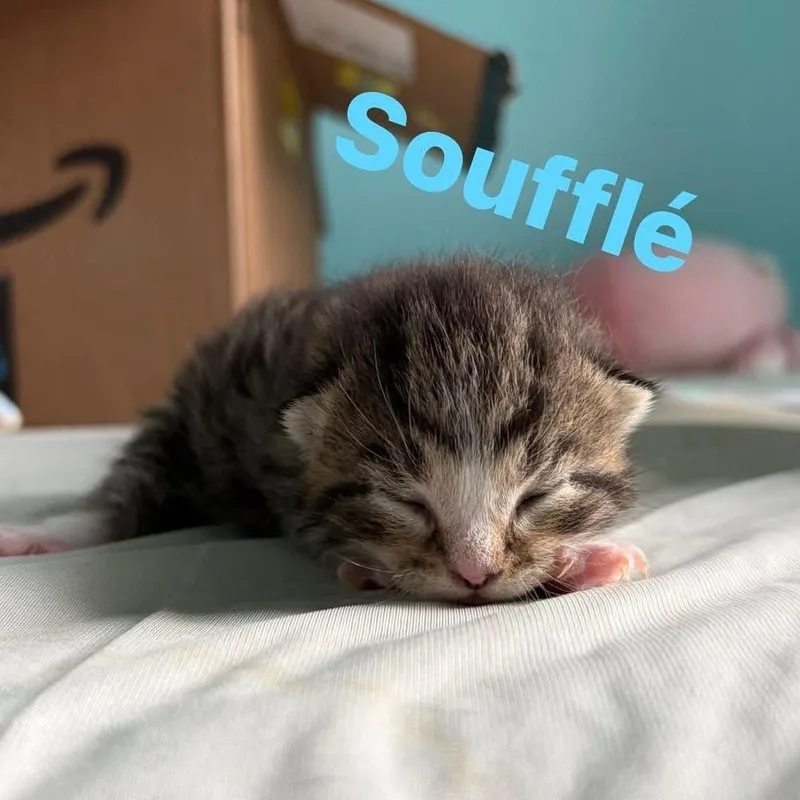 A baby small-sized male Brown / Chocolate Domestic Short Hair cat named Souffle for adoption in Monroe, MI