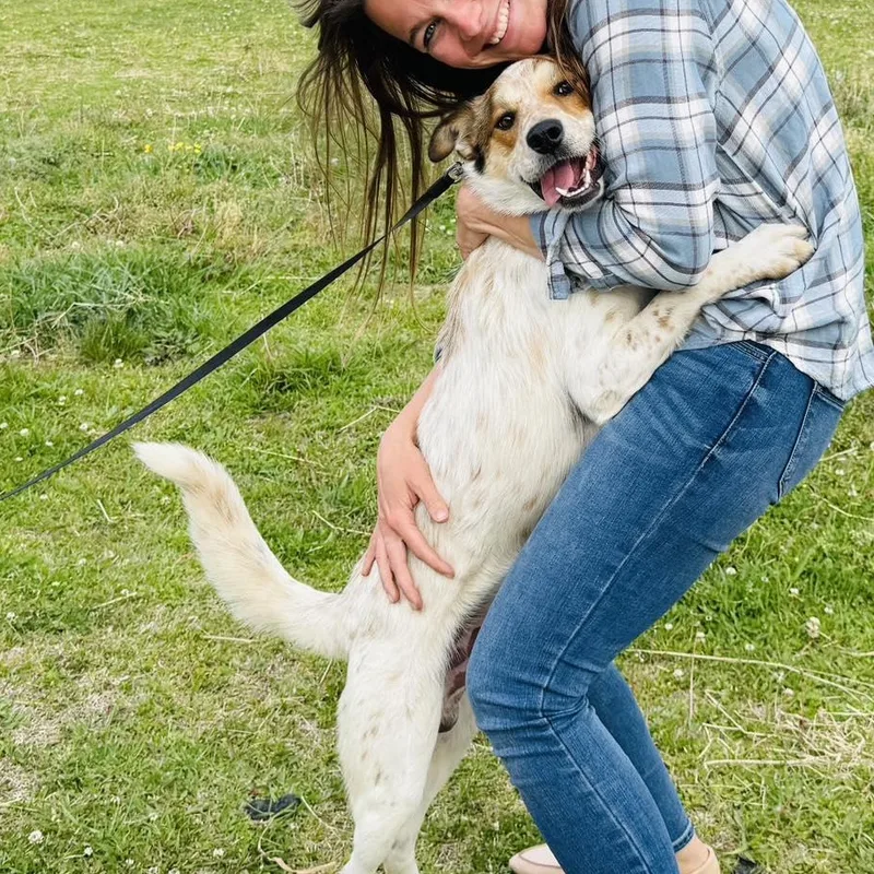 A young medium-sized male Cattle Dog dog named Koda for adoption in Moyock, NC