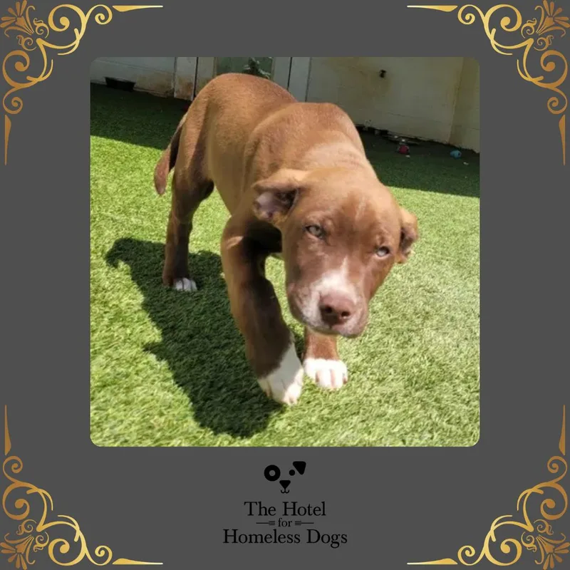 A baby medium-sized male Brown / Chocolate Shepherd dog named River for adoption in Cumberland, RI