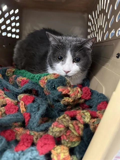 A senior large-sized male Domestic Short Hair cat named Olaf for adoption in Charlotte, NC