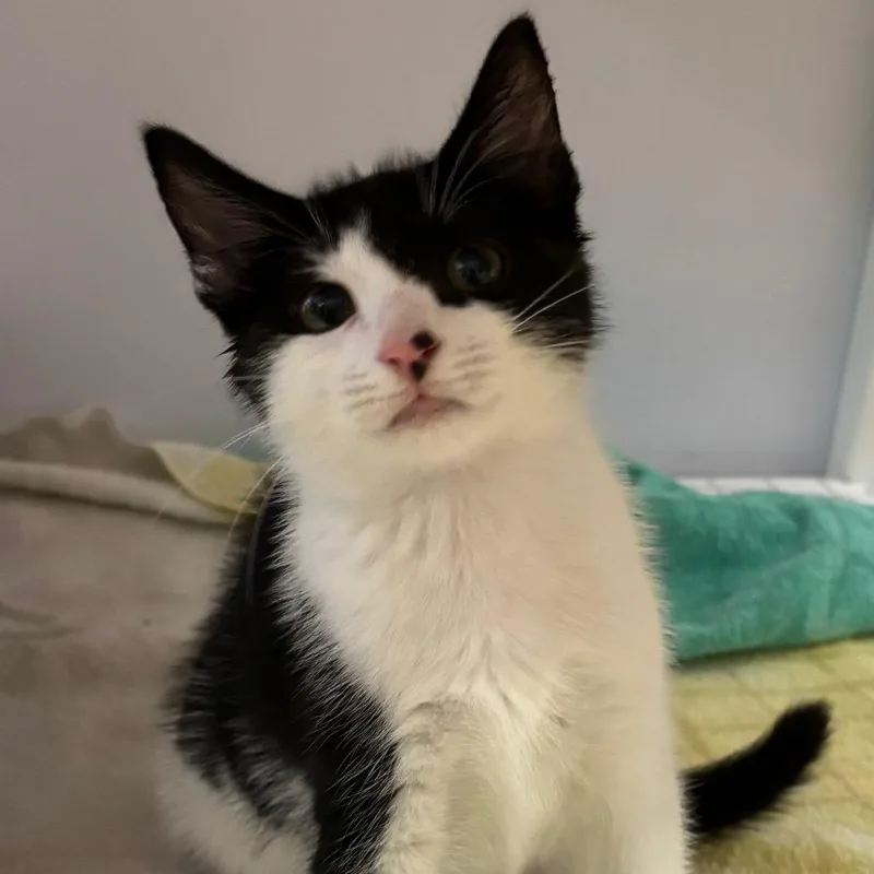 A baby small-sized male Black Domestic Short Hair cat named Spunky for adoption in Sarasota, FL
