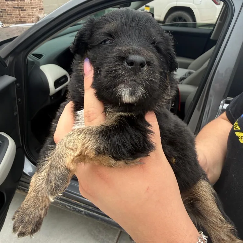 A baby small-sized male Black Spaniel dog named Ristretto for adoption in Midland, TX