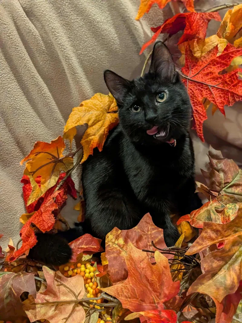 Black Widow thumbnail 3