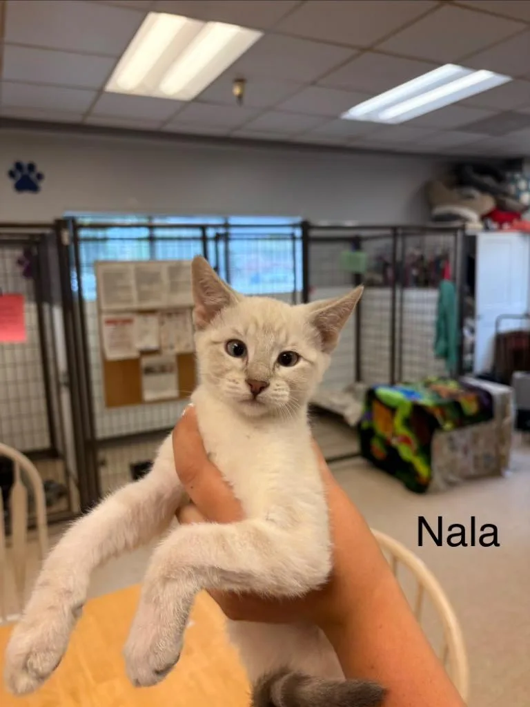 A baby medium-sized female Domestic Short Hair cat named Nala for adoption in Heber City, UT
