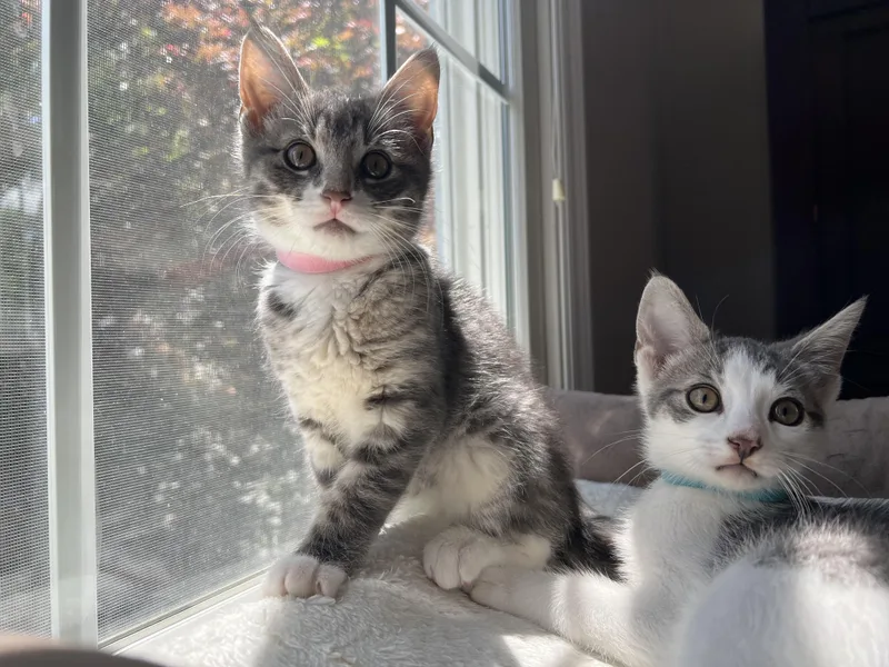 A baby medium-sized female Tabby (Gray / Blue / Silver) Tabby cat named Monica & Brad for adoption in Dayville, CT