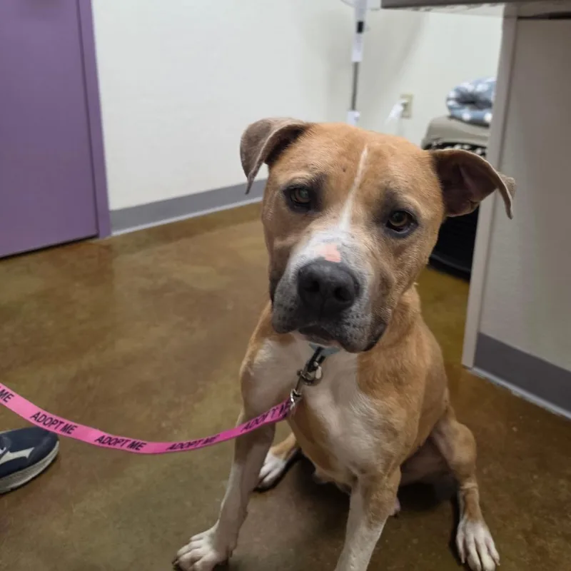 An adult medium-sized female Yellow / Tan / Blond / Fawn Pit Bull Terrier dog named Halo for adoption in Albuquerque, NM