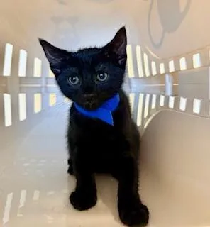 A baby medium-sized male Black Domestic Short Hair cat named Mars for adoption in Winter Haven, FL