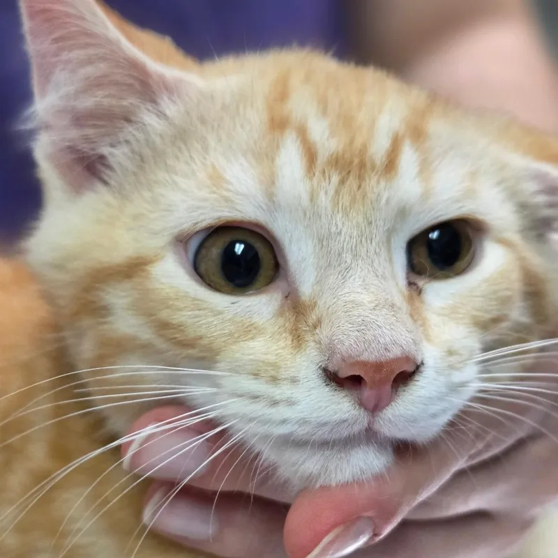 A baby small-sized male Orange / Red Domestic Short Hair cat named Percy for adoption in Charleston, WV
