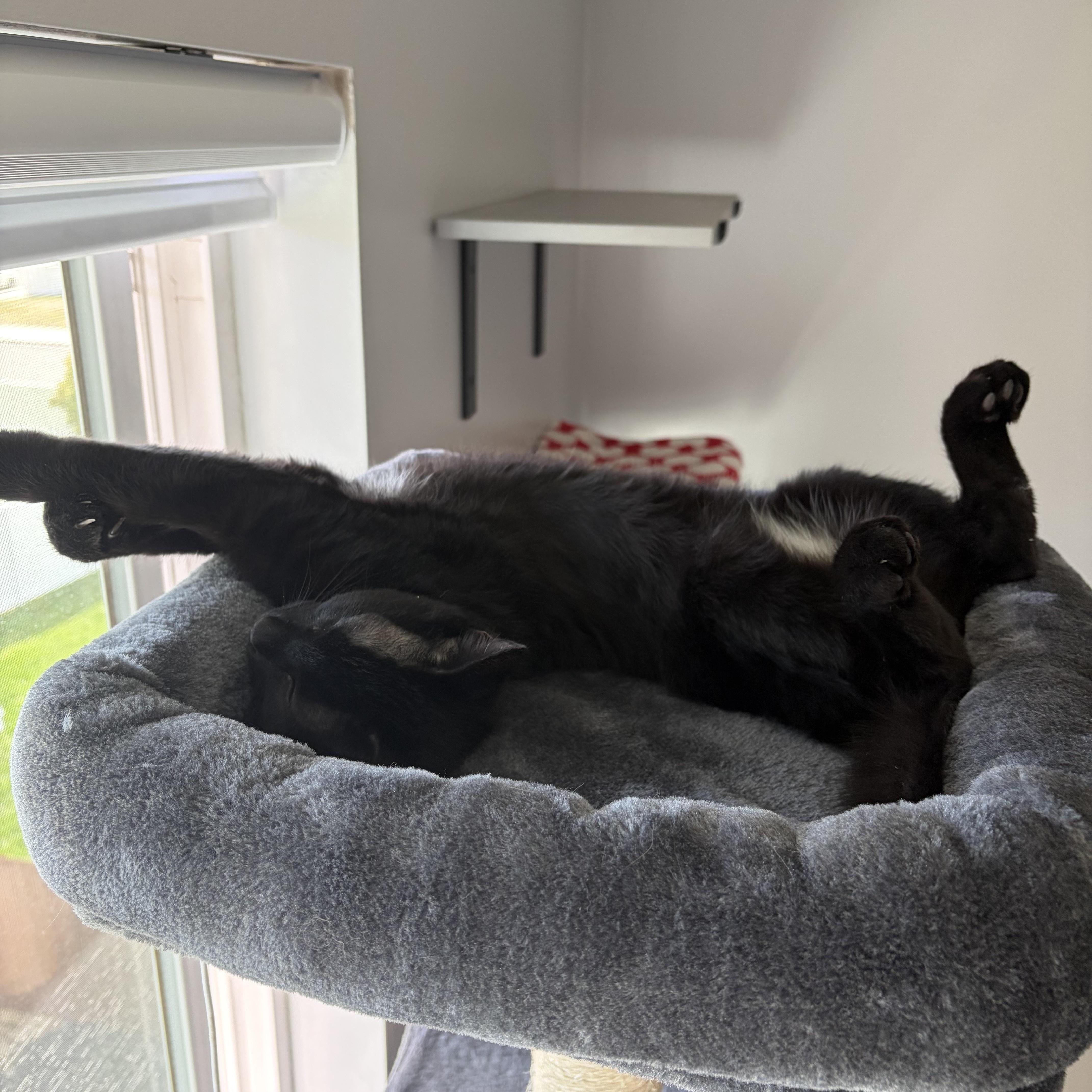 A baby medium-sized male Black Domestic Short Hair cat named Charles for adoption in Midvale, UT