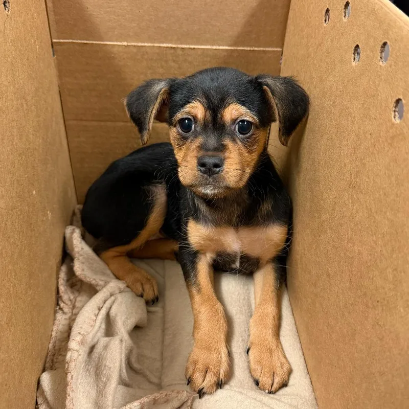 A baby medium-sized female Black Mixed Breed dog named Adelaide A for adoption in Edinburg, TX