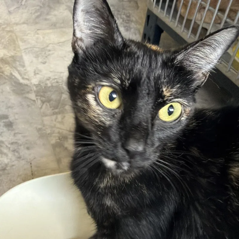 A young medium-sized female Tortoiseshell Domestic Short Hair cat named Jinx for adoption in Oak Hill, WV