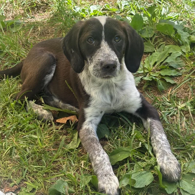 A baby medium-sized female Brown / Chocolate Bluetick Coonhound dog named Queso for adoption in Fairmont, WV