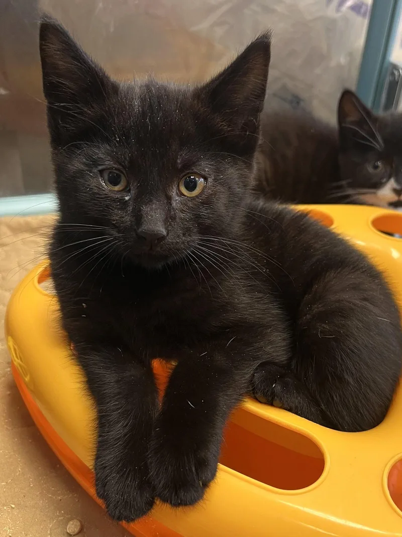 A baby medium-sized male Black Domestic Short Hair cat named Murphy for adoption in Georgetown, KY
