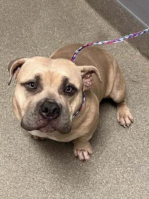 An adult large-sized female Pit Bull Terrier dog named Phoebe for adoption in Las Vegas, NV