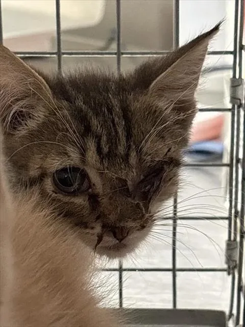A baby small-sized male Domestic Short Hair cat named Pedro for adoption in Las Vegas, NV