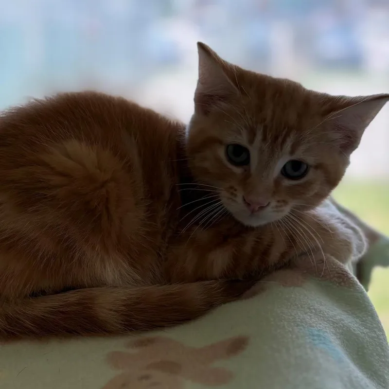 A baby small-sized male Orange / Red Domestic Short Hair cat named Ira for adoption in East Hanover, NJ