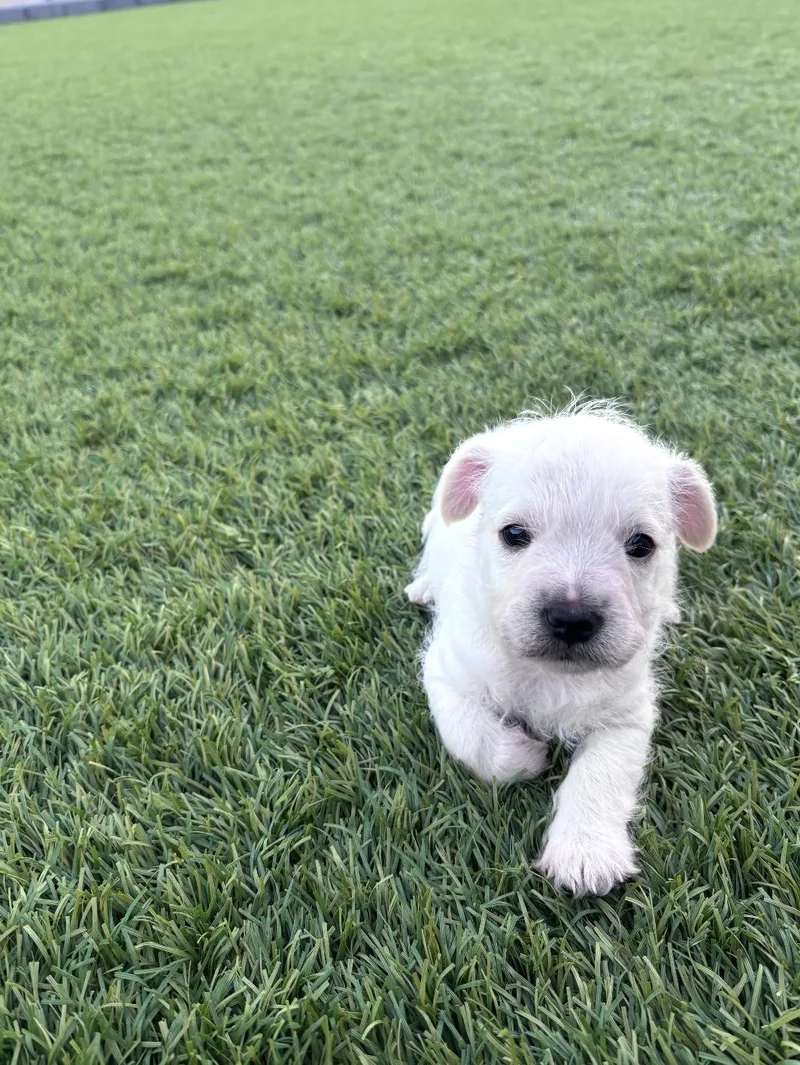 A baby small-sized male Terrier dog named Palmer for adoption in Los Angeles, CA