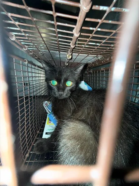 An adult small-sized female Domestic Medium Hair cat named Gracey for adoption in San Antonio, TX