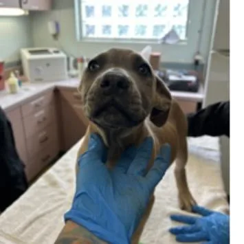A baby small-sized female Yellow / Tan / Blond / Fawn American Bulldog dog named Beth for adoption in Tampa, FL