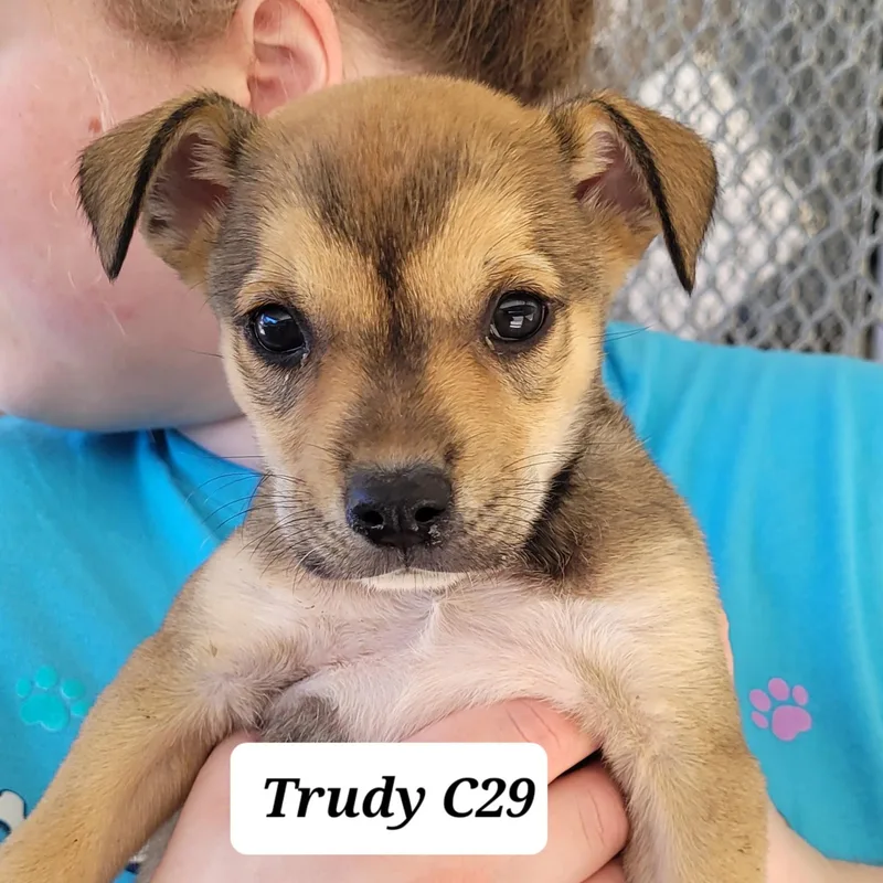 Trudy