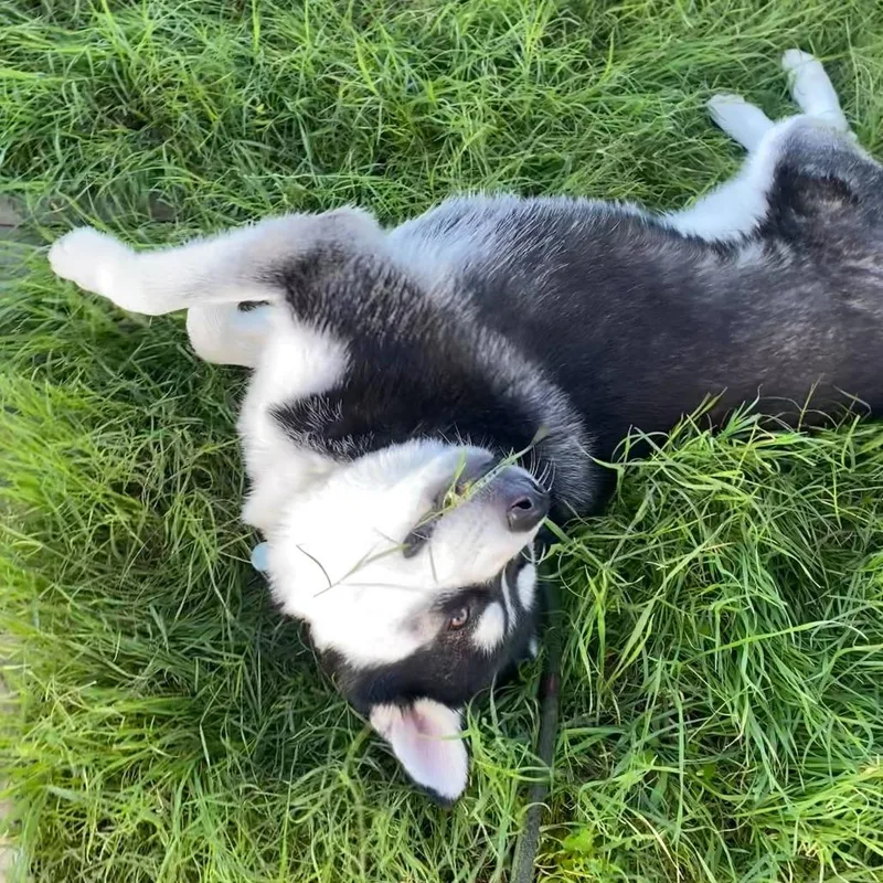 Balto thumbnail 2