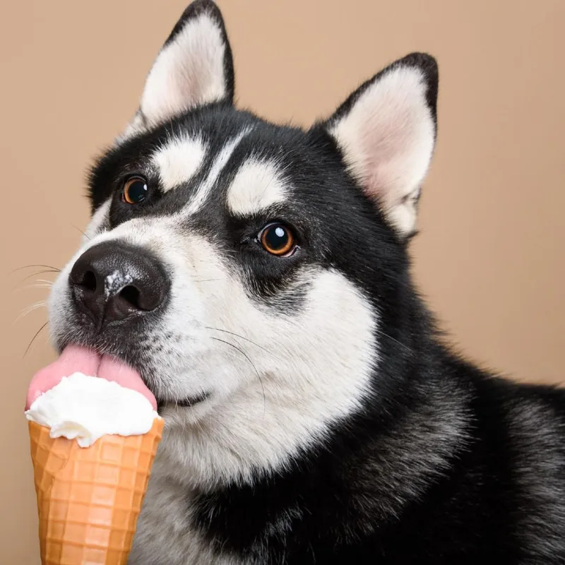 Balto thumbnail 4