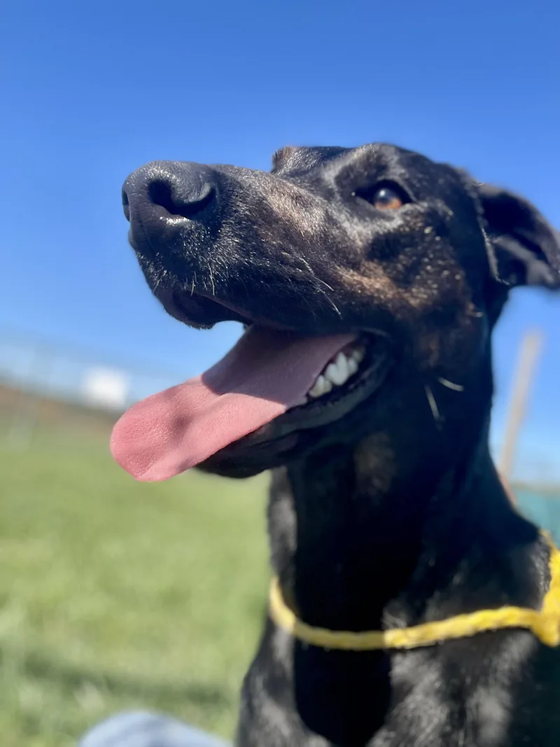 An adult medium-sized female Black Mixed Breed dog named Cindy for adoption in Washington Court House, OH