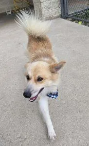An adult medium-sized male Border Collie dog named Silas for adoption in Bucyrus, OH
